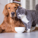 cat dog